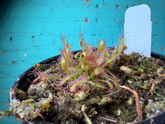 Carnivorous- Cape Sundew