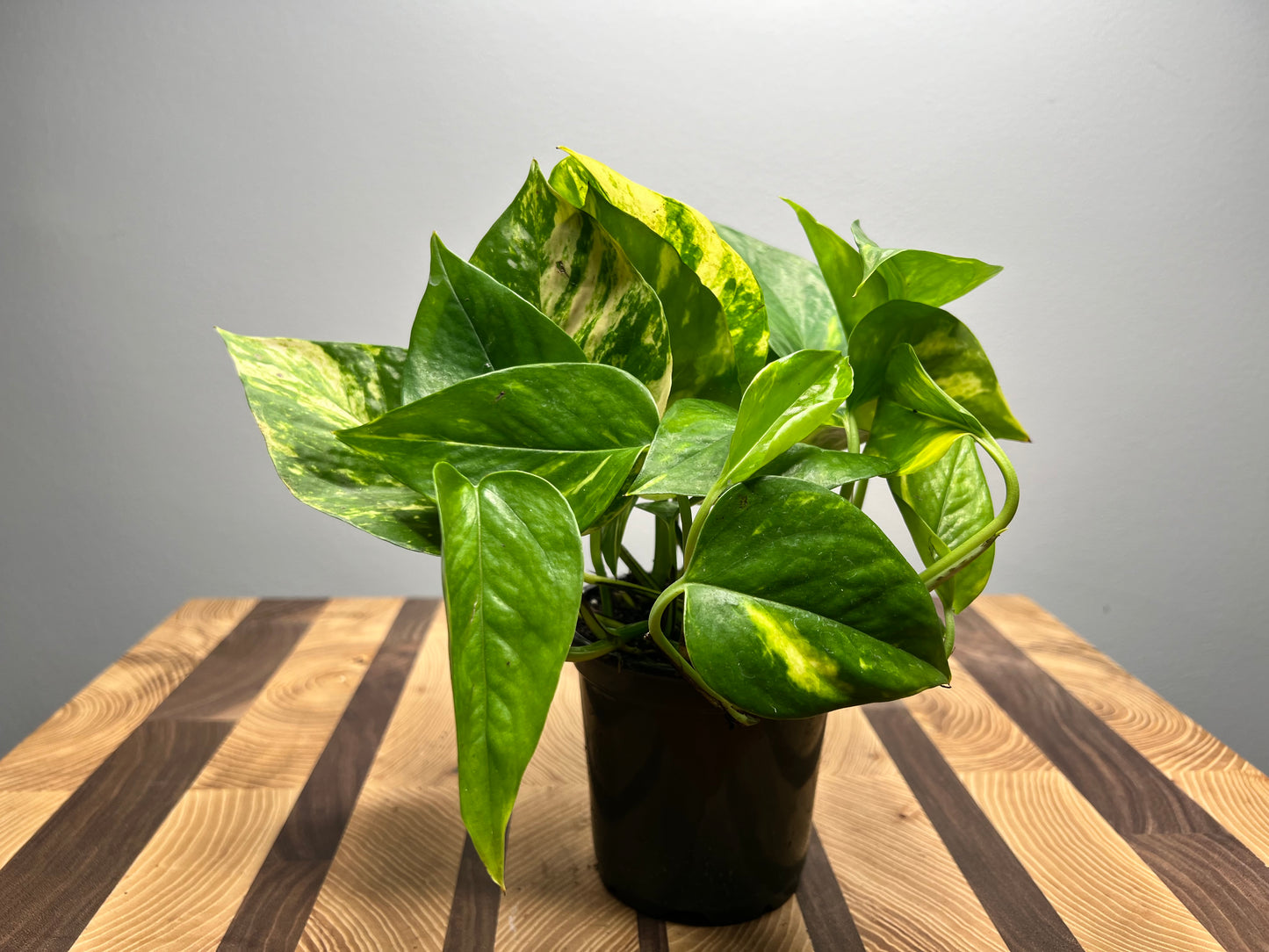 Golden Pothos