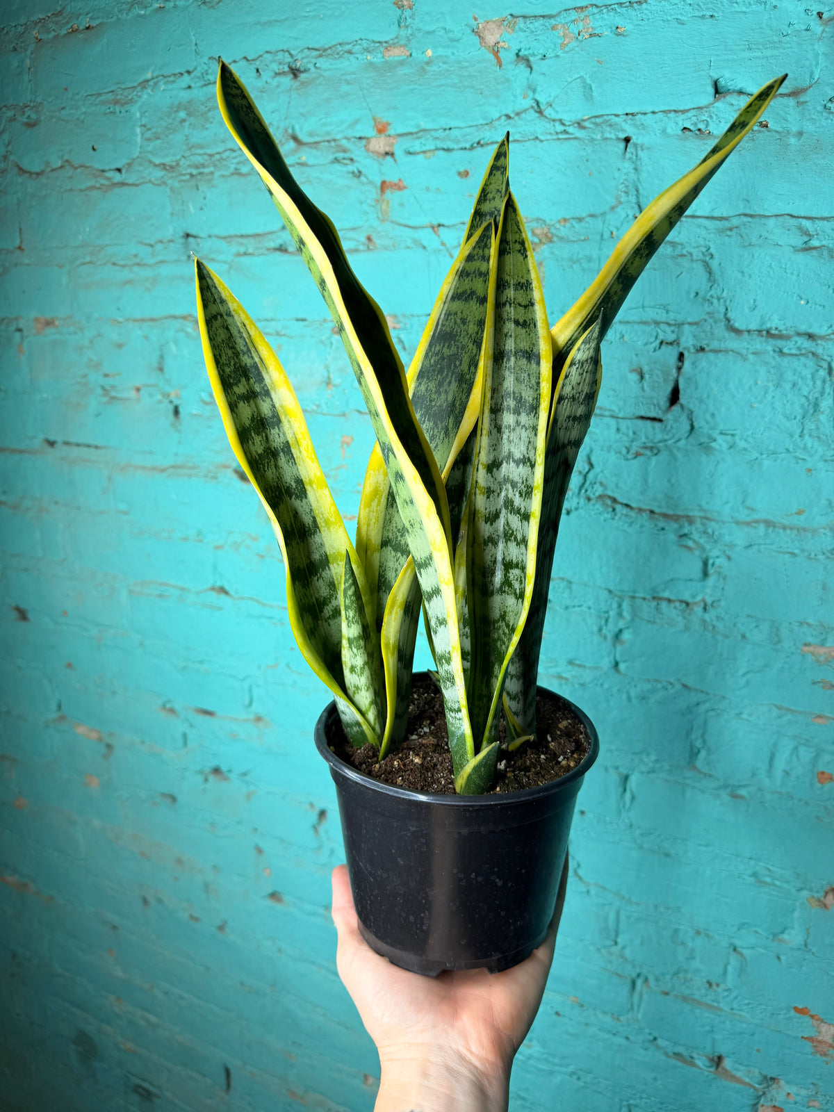Snake Plant 6”