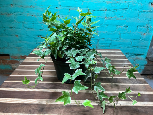 Variegated Ivy 6”