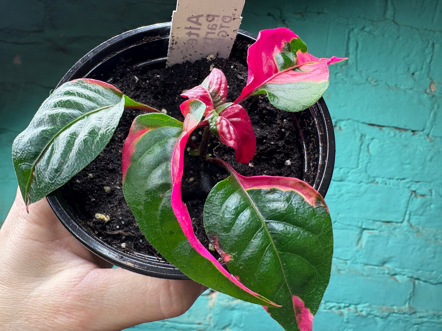 Alternanthera “Party Time” 4”