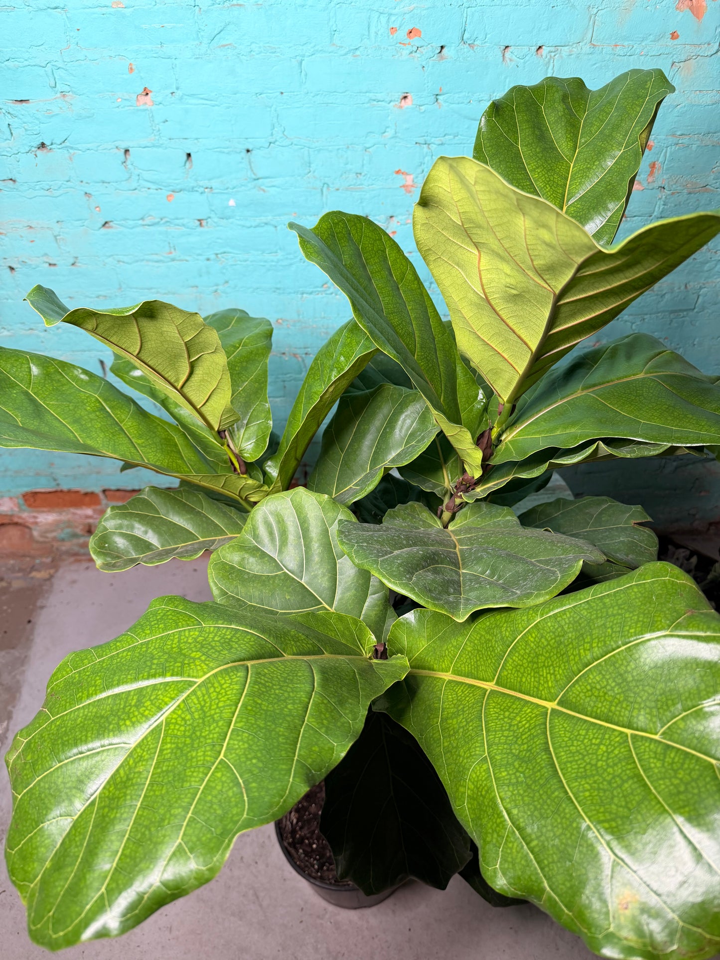 Fiddle fig 10”