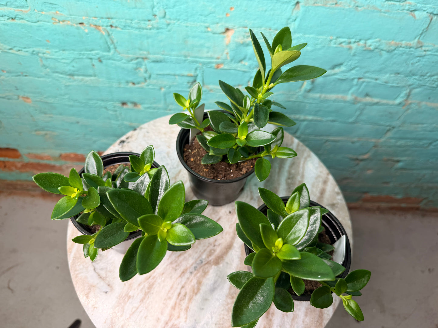 Nematanthus ‘Goldfish Plant’ 4”