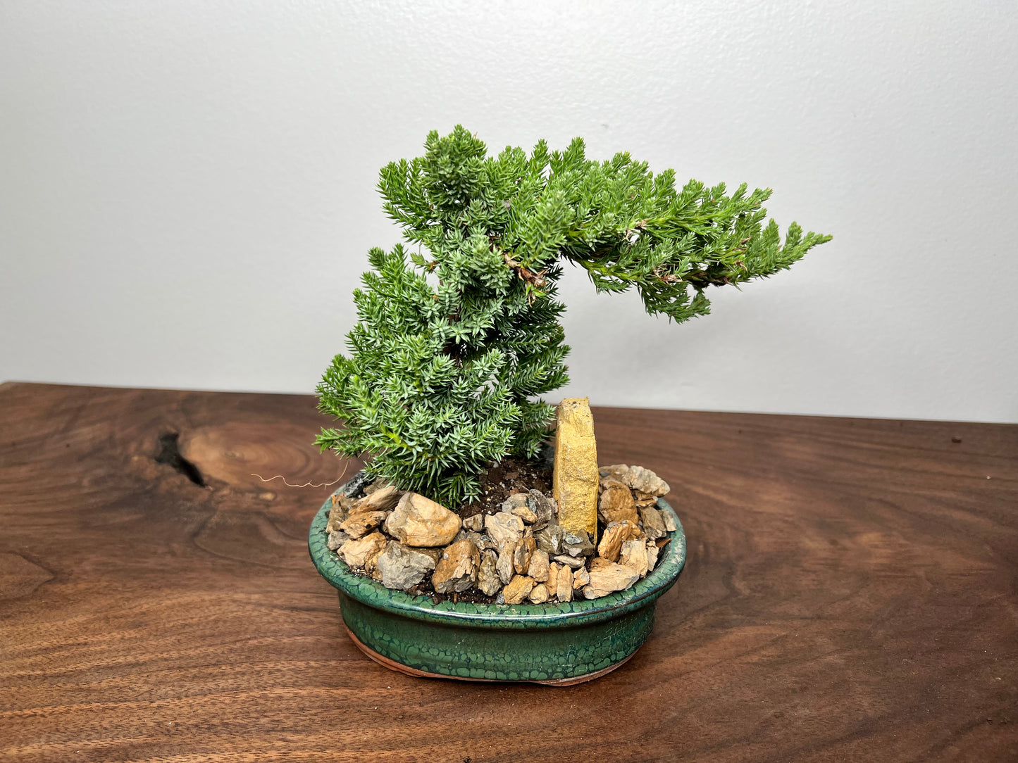 Bonsai tree 6” (2year)