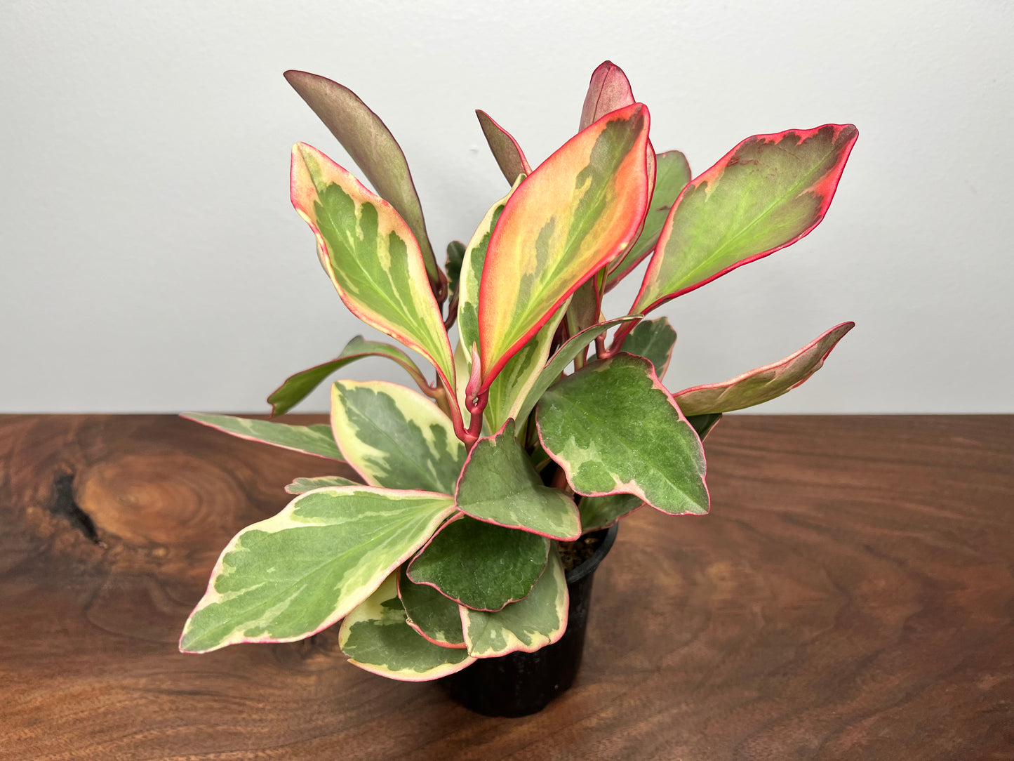 Peperomia- Ginny (Rainbow)