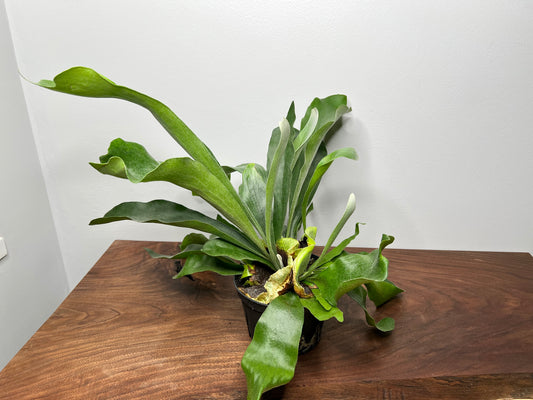 Staghorn fern 6”