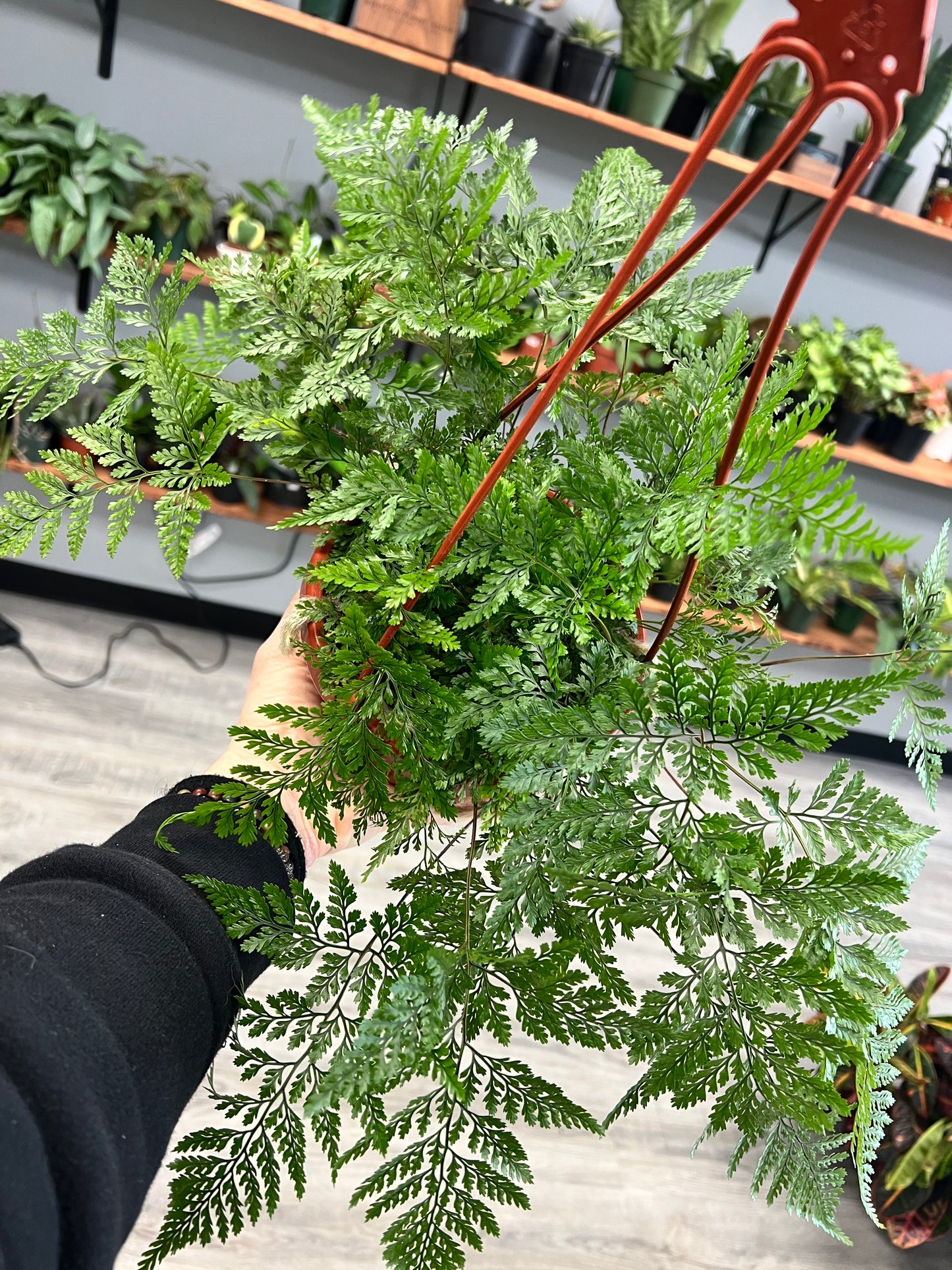 Rabbit Foot Fern Basket 6”