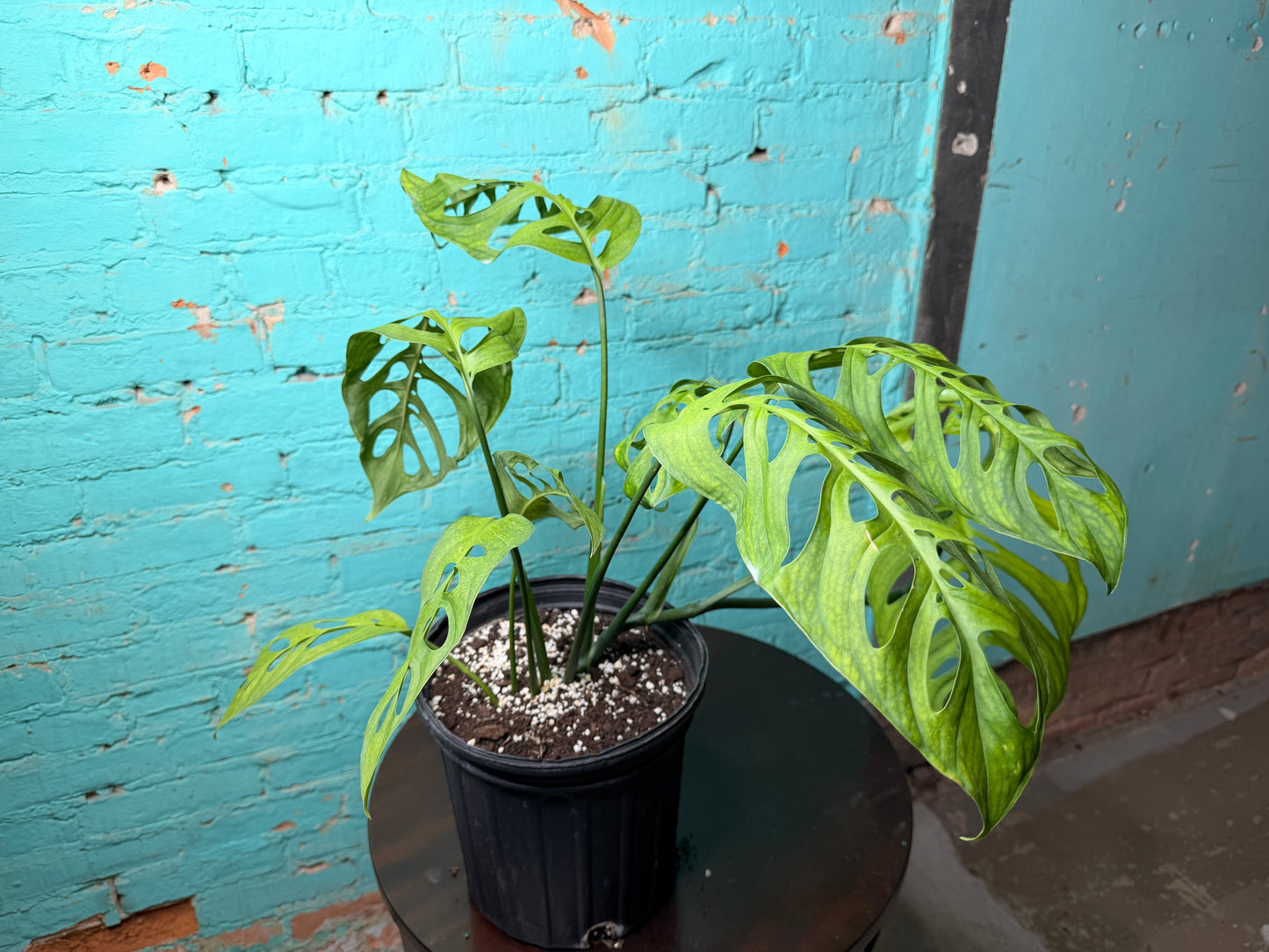 Monstera Esqueleto 10”