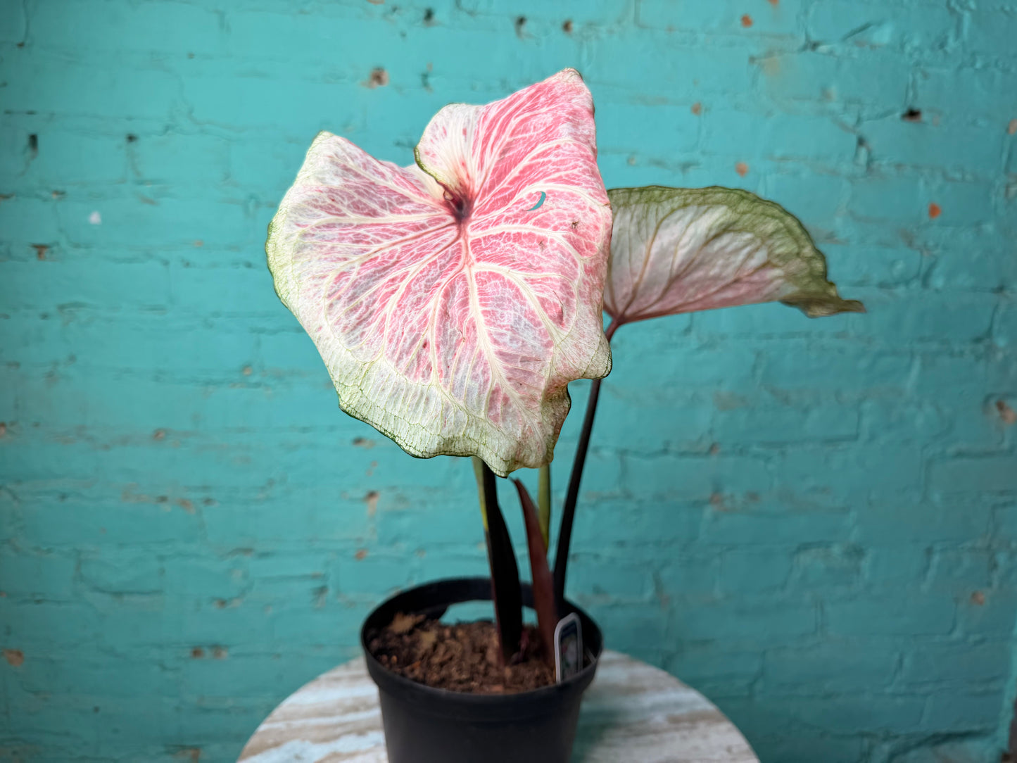 Caladium 6” White Lighting