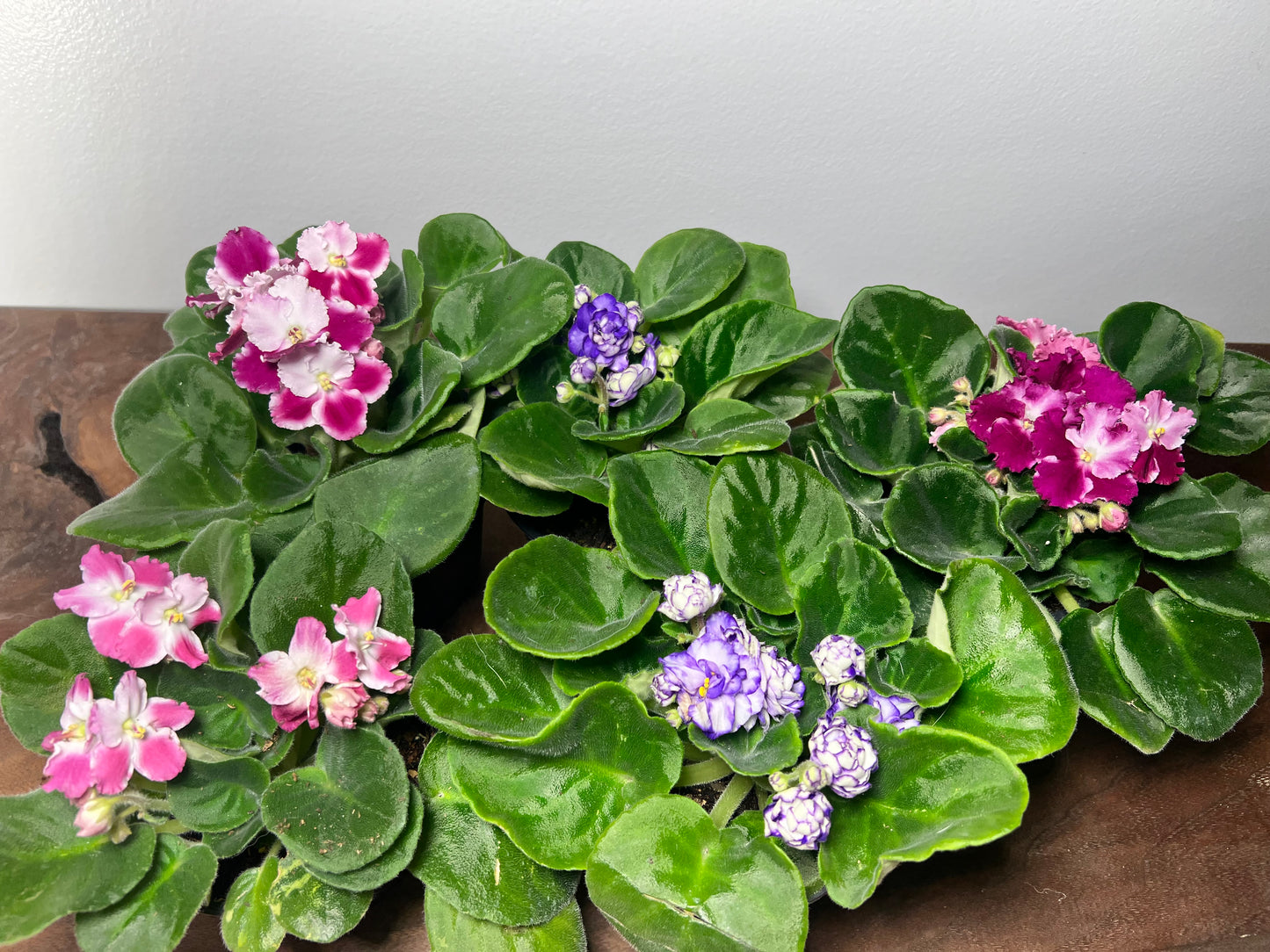 African Violet 4” hybrid