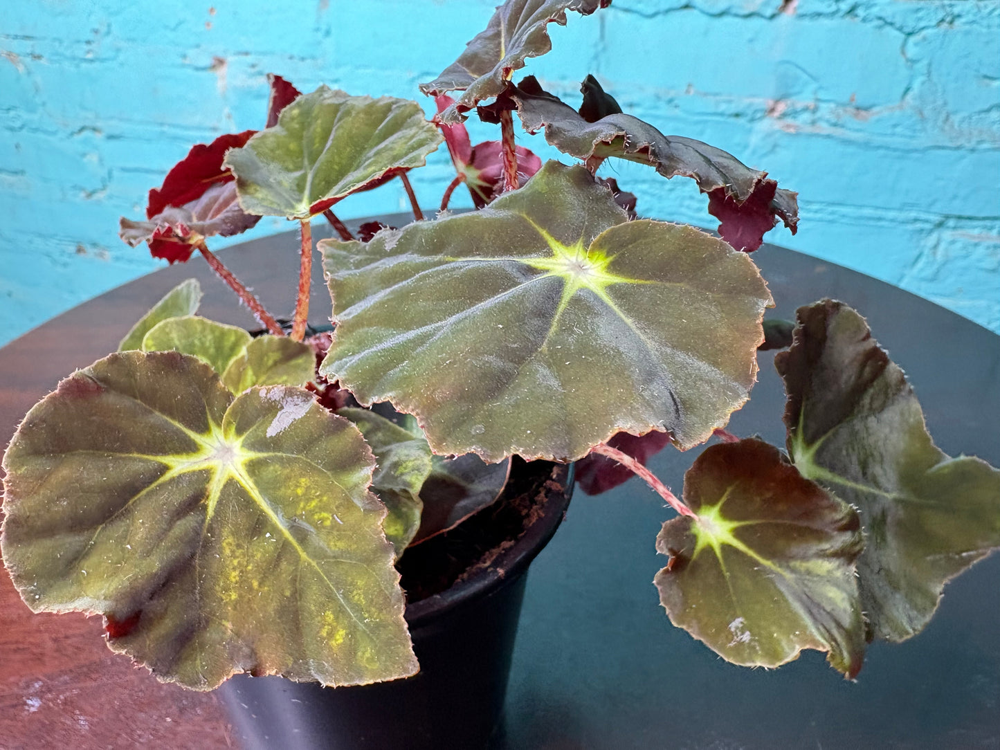 Begonia Rex “Green Velvet” 4”