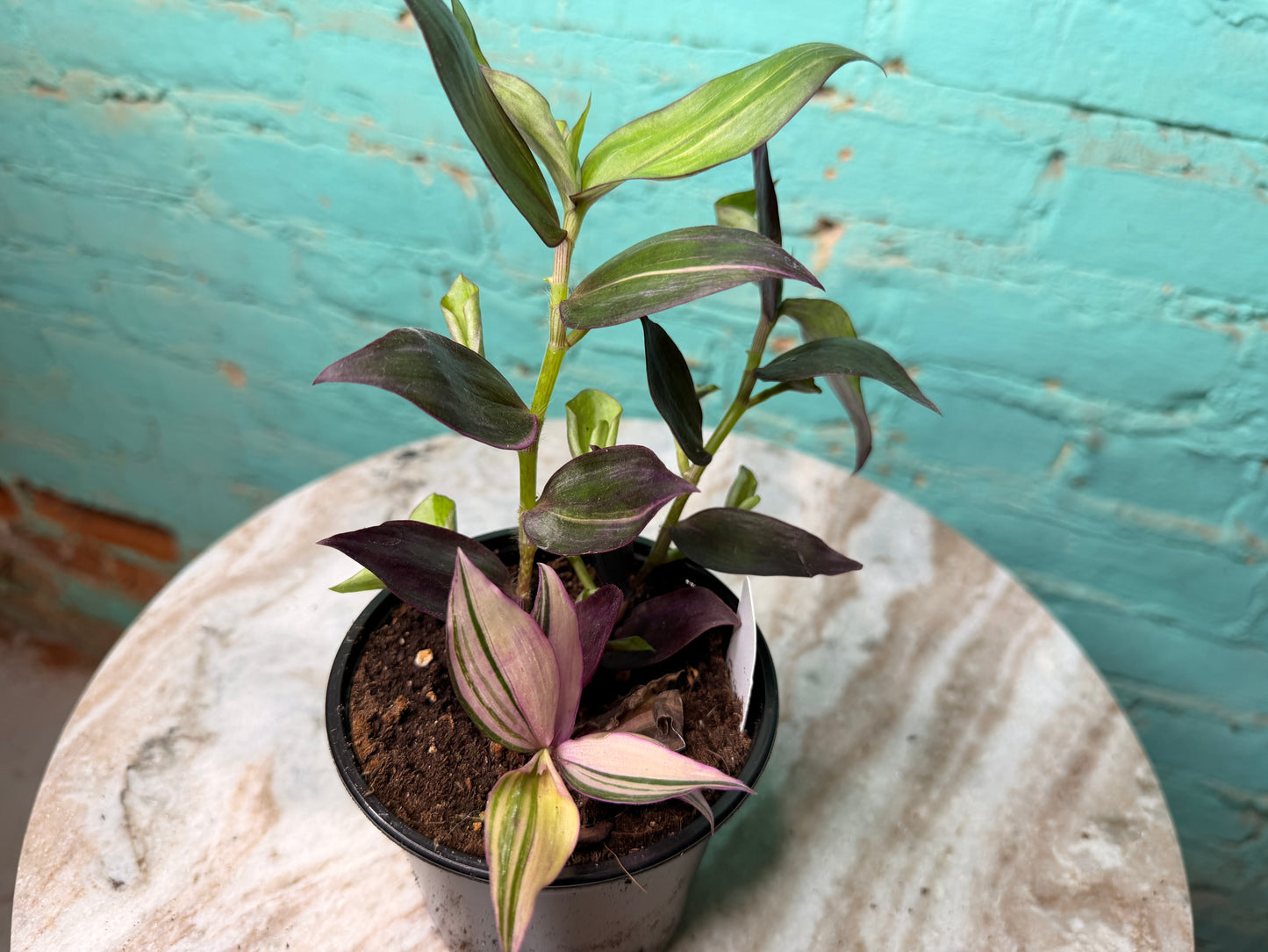 Tradescantia M Tricolor