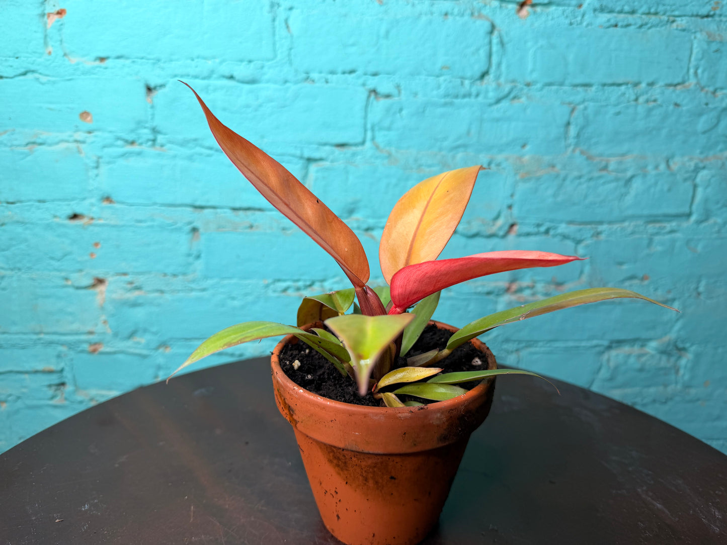 Philodendron Prince of Orange  4” (Clay)