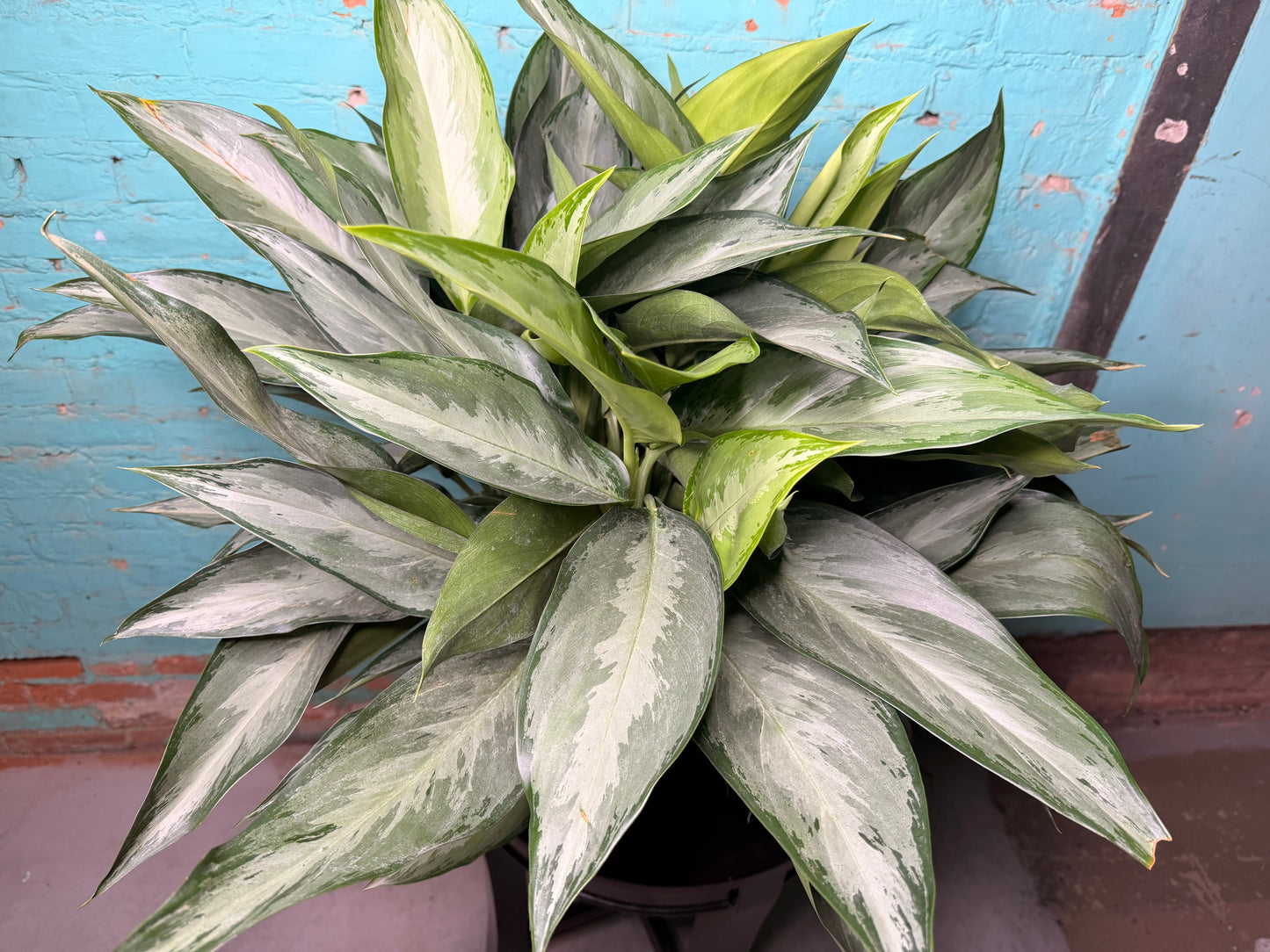 Aglaonema Silver Bay 10”