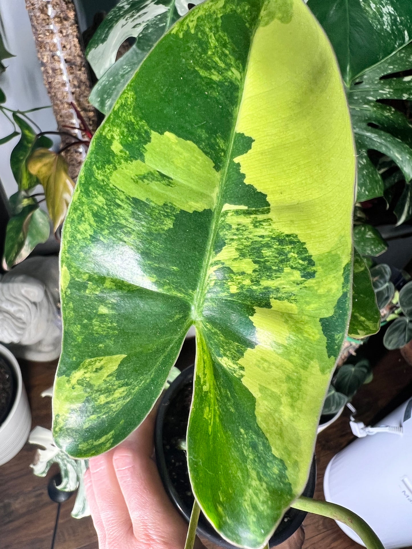 Philodendron Burle Marx Variegated