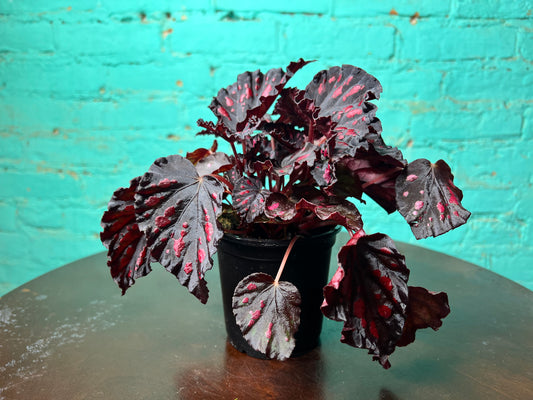 Begonia Etna (Helen)