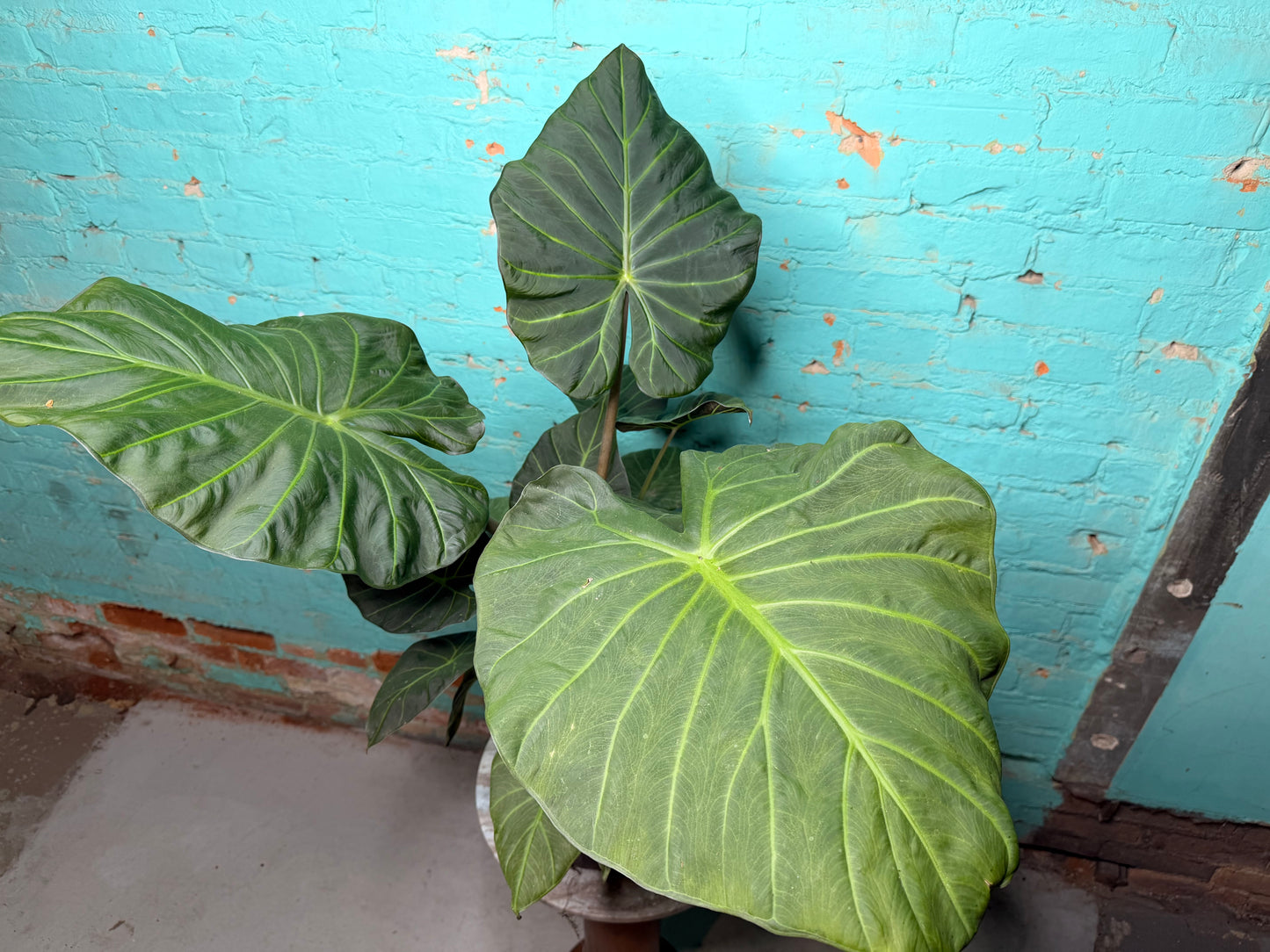 Alocasia Regal Shield 10”