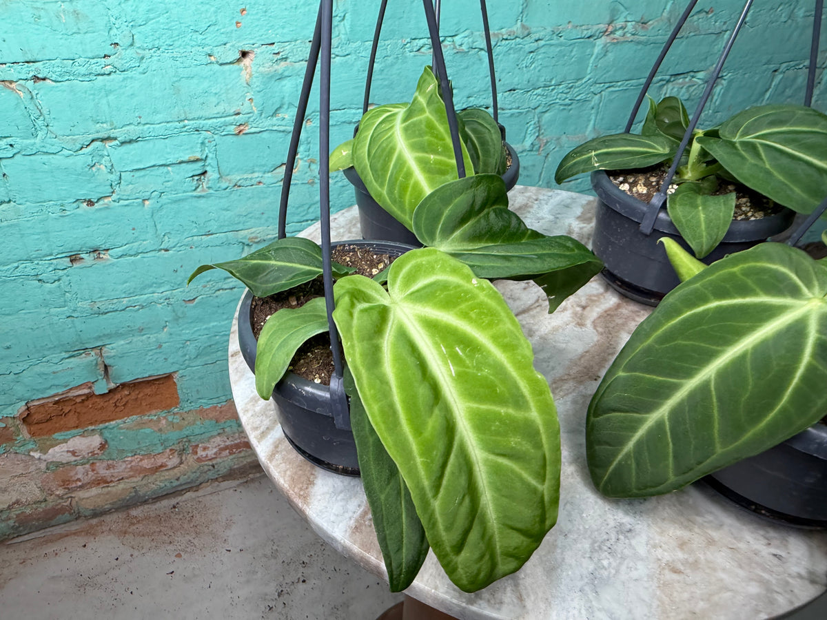 Anthurium Villenaorum 4” Basket