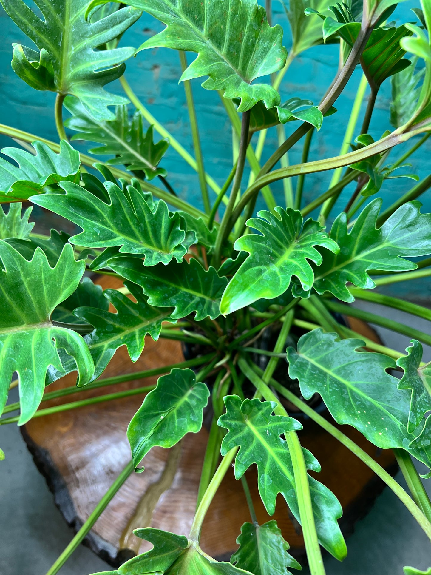 Philodendron Deja VU 10”