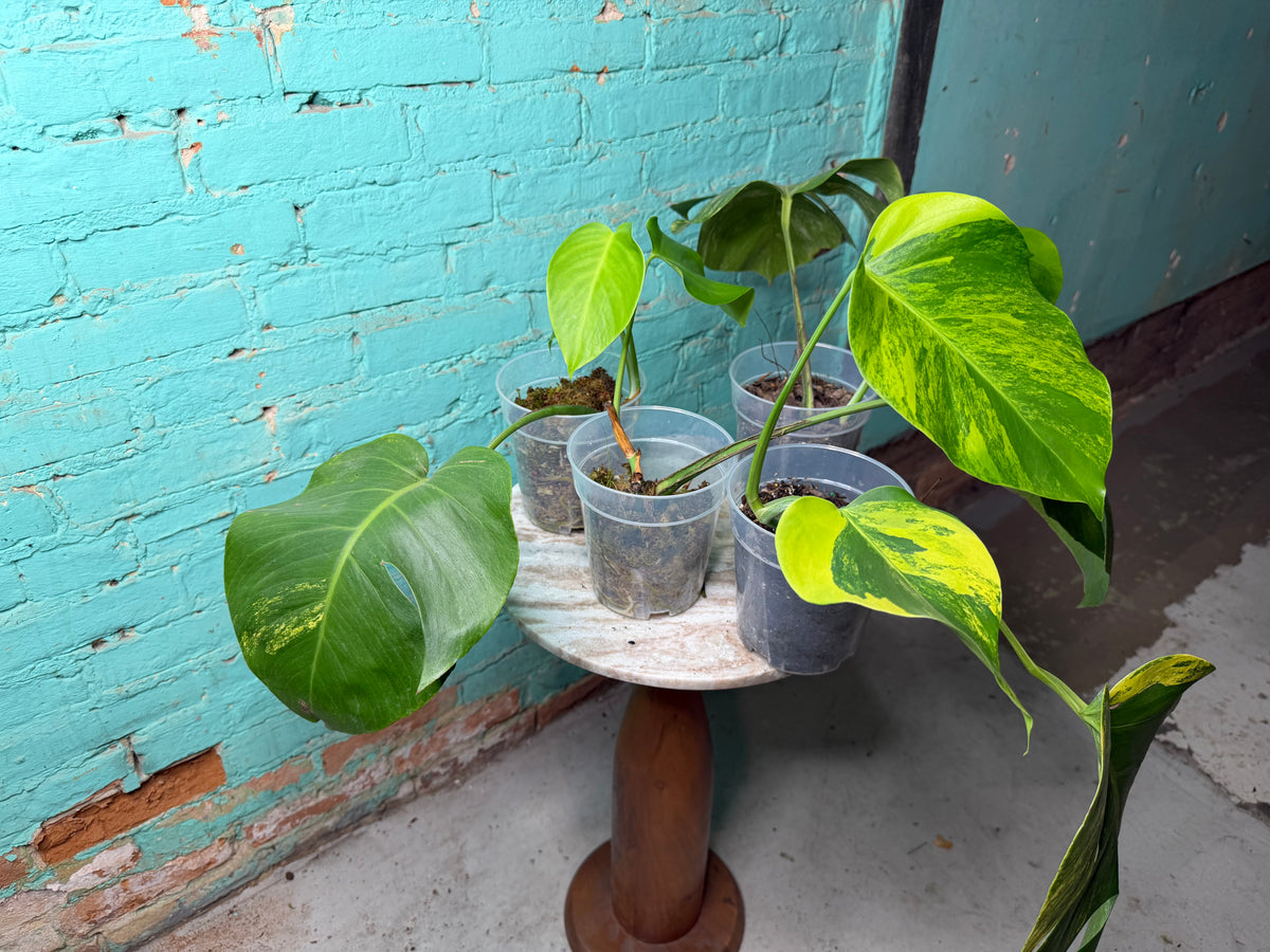 Monstera Deliciosa Aurea cutting