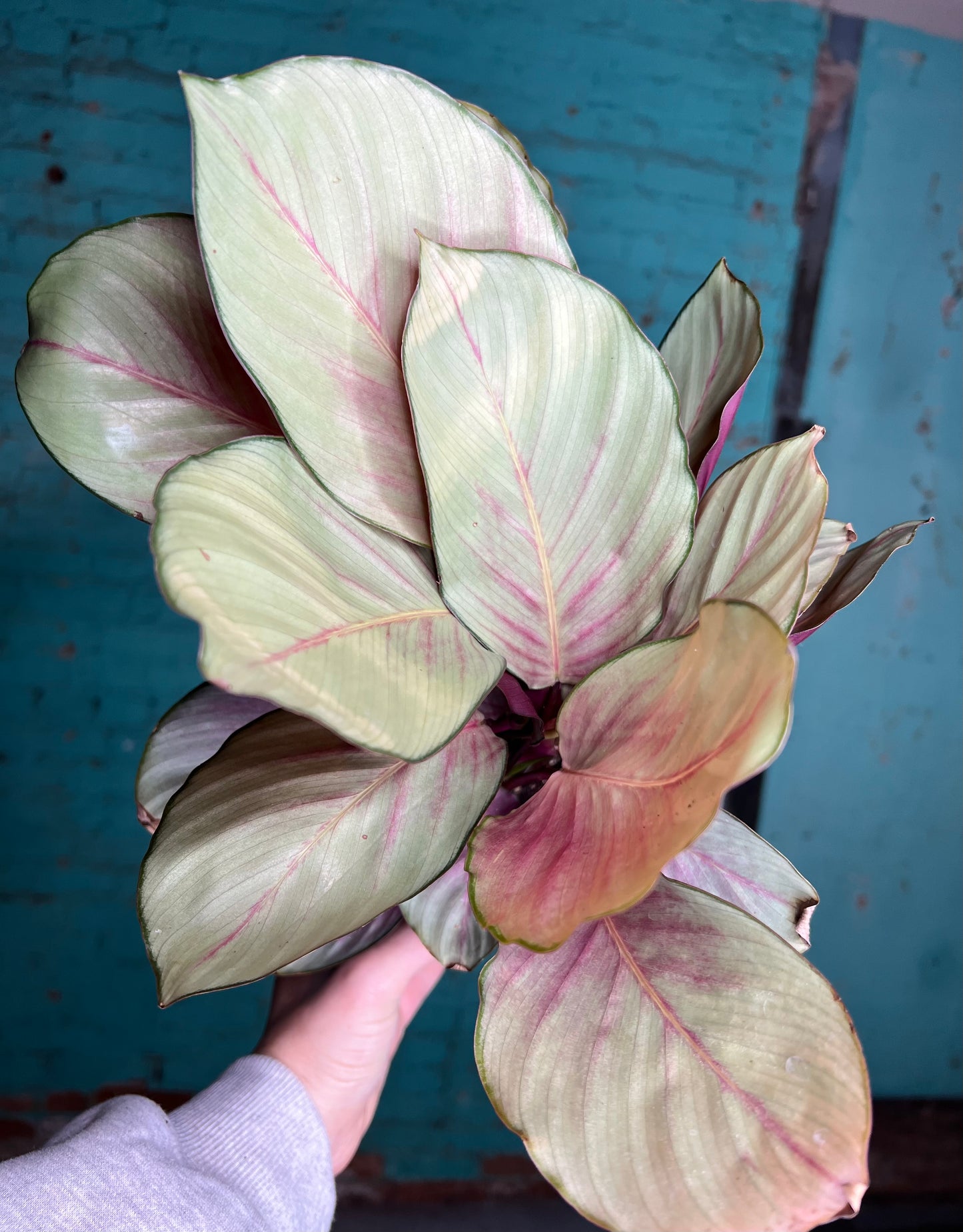 Calethea Silver Plate 6”