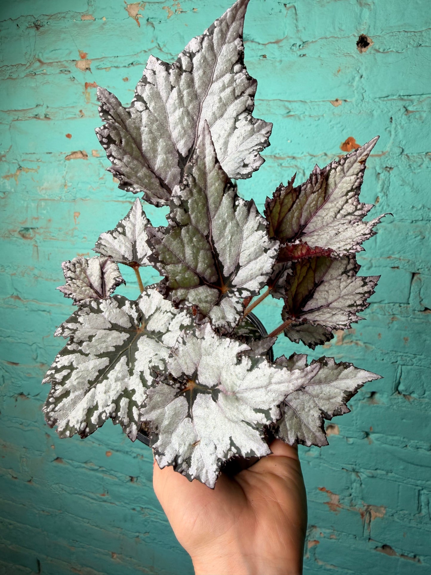 Begonia Rex “Bewitched White”
