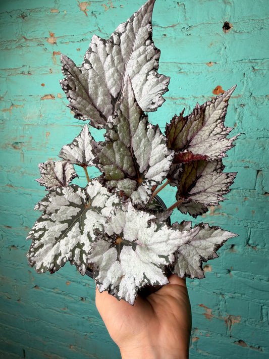 Begonia Rex “Bewitched White”