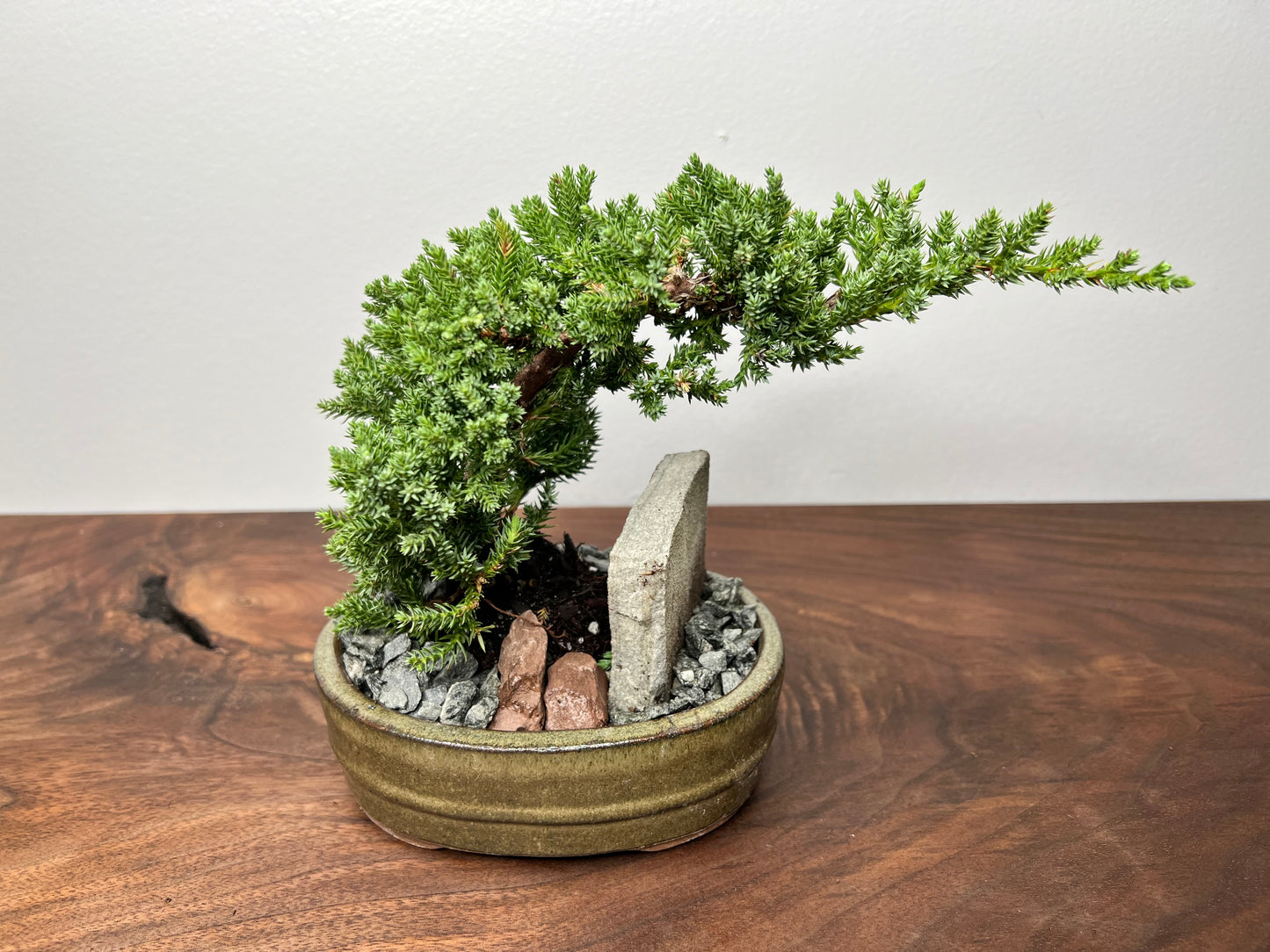 Bonsai tree 6” (2year)