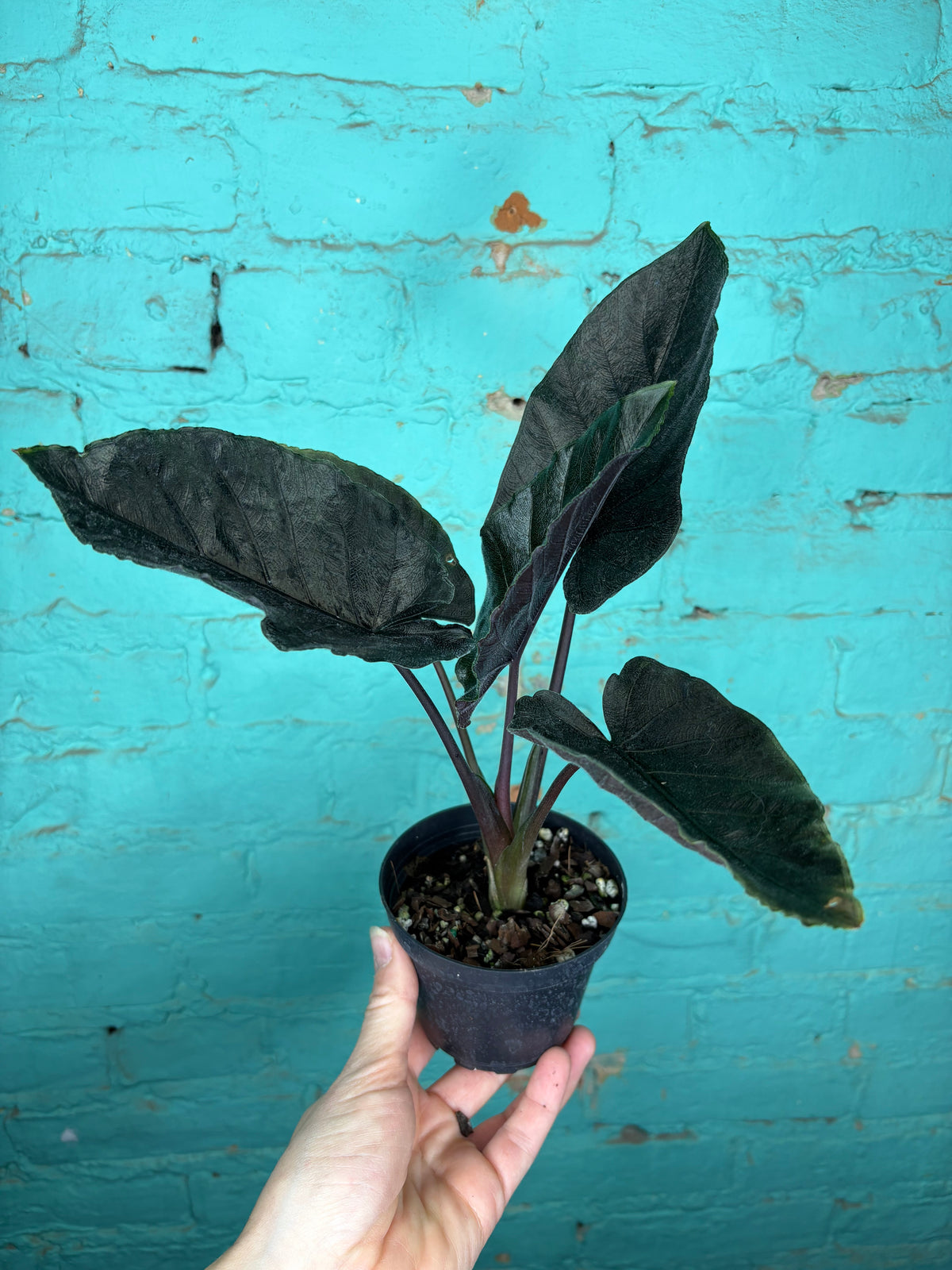 Alocasia ‘Antoro Velvet 4”