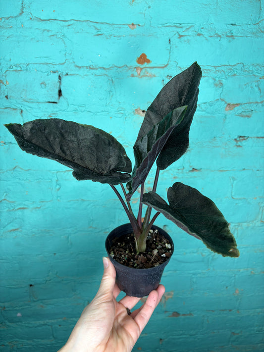 Alocasia ‘Antoro Velvet 4”