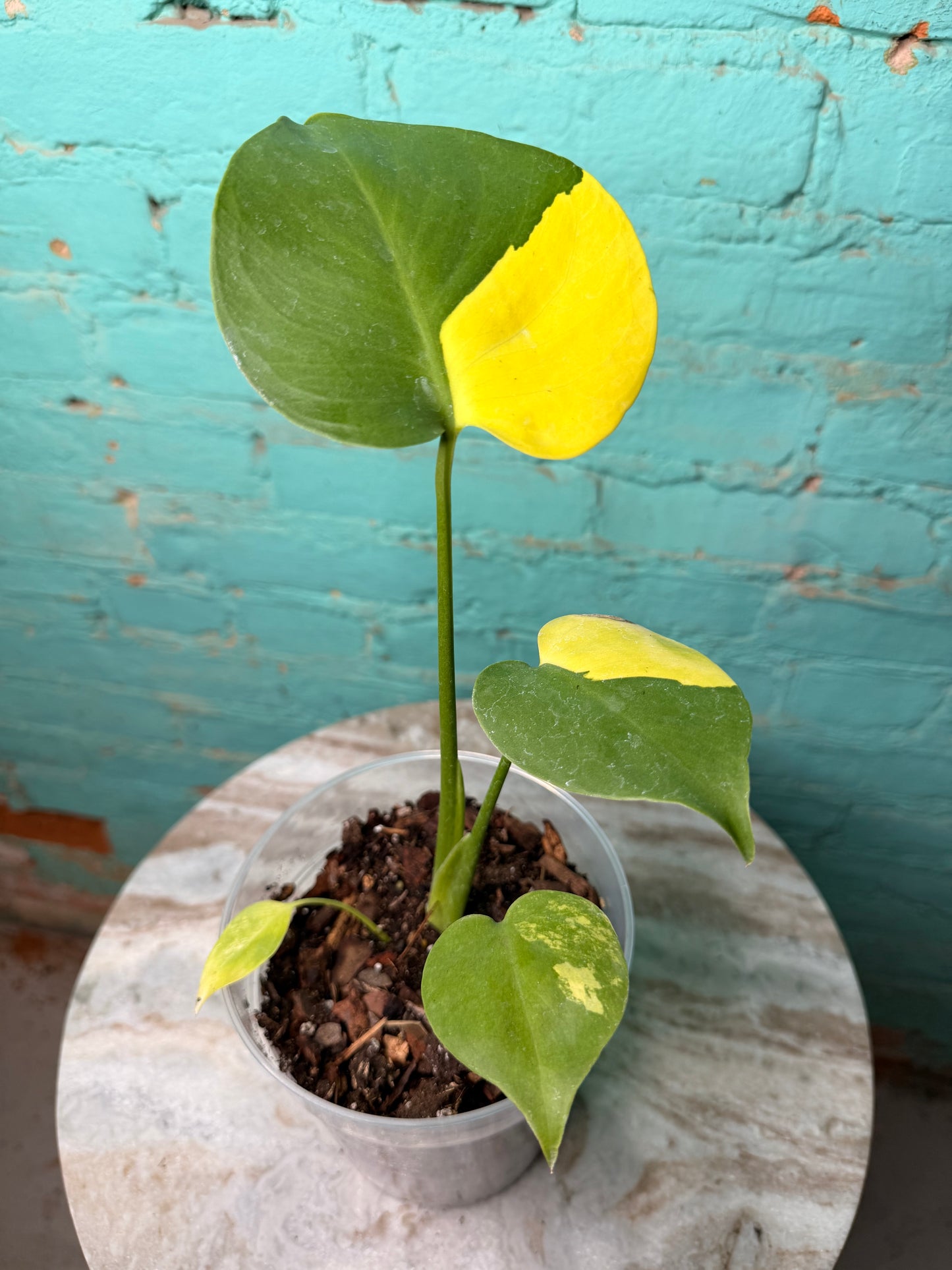 Monstera Deliciosa Yellow Marilyn 4” (repotted in clear 6”)