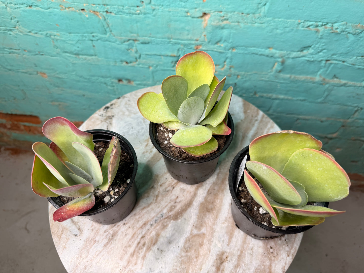 Kalanchoe Luciae ‘Fantastic’ 
- Flap Jack 4”