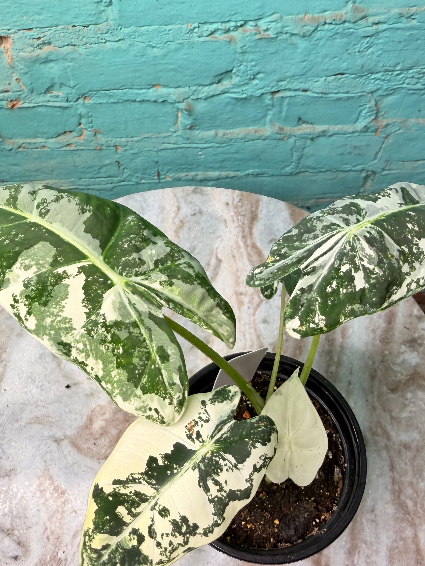 Alocasia Frydek Variegated 4”
