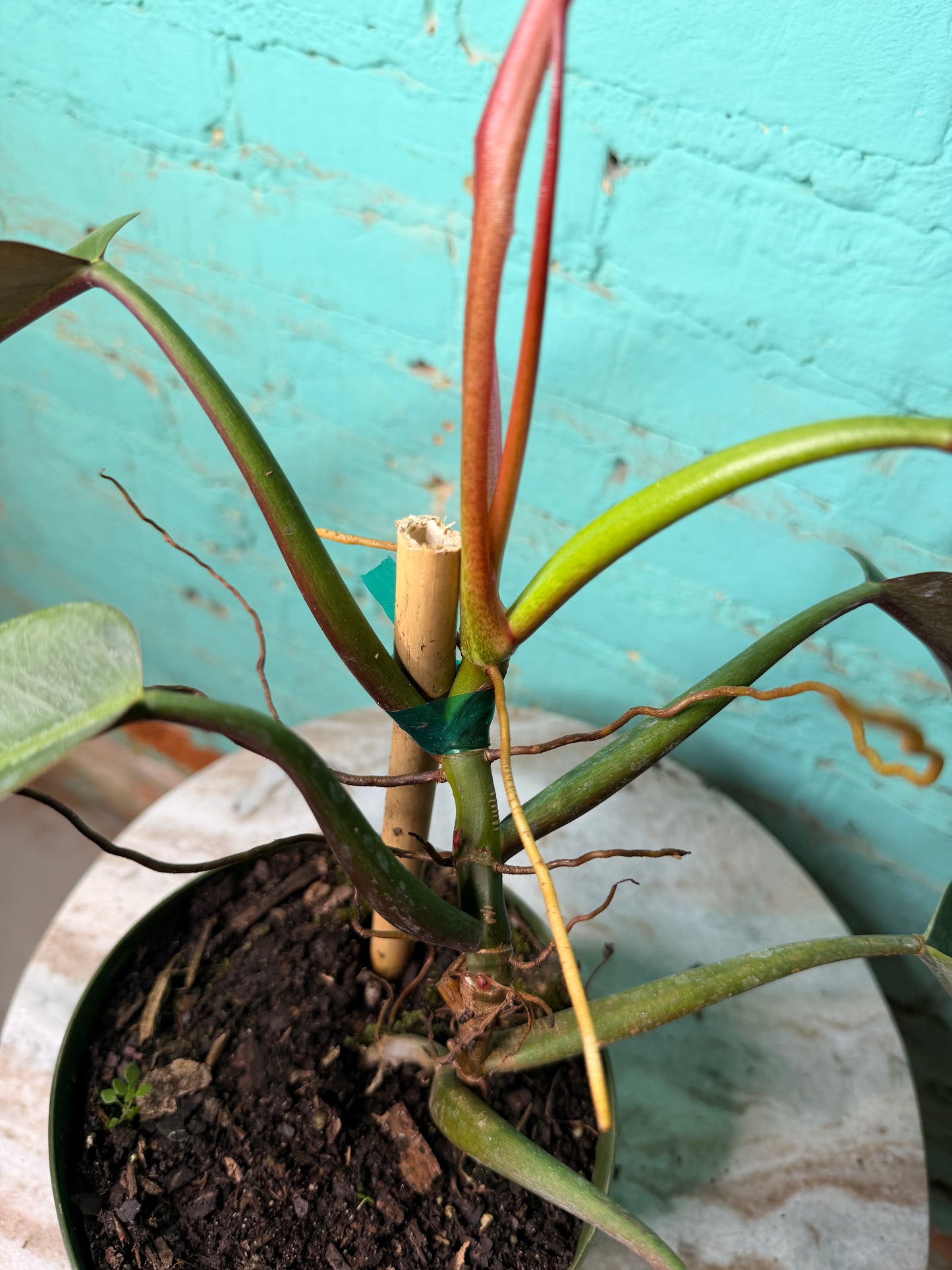Philodendron Bicolor 6”