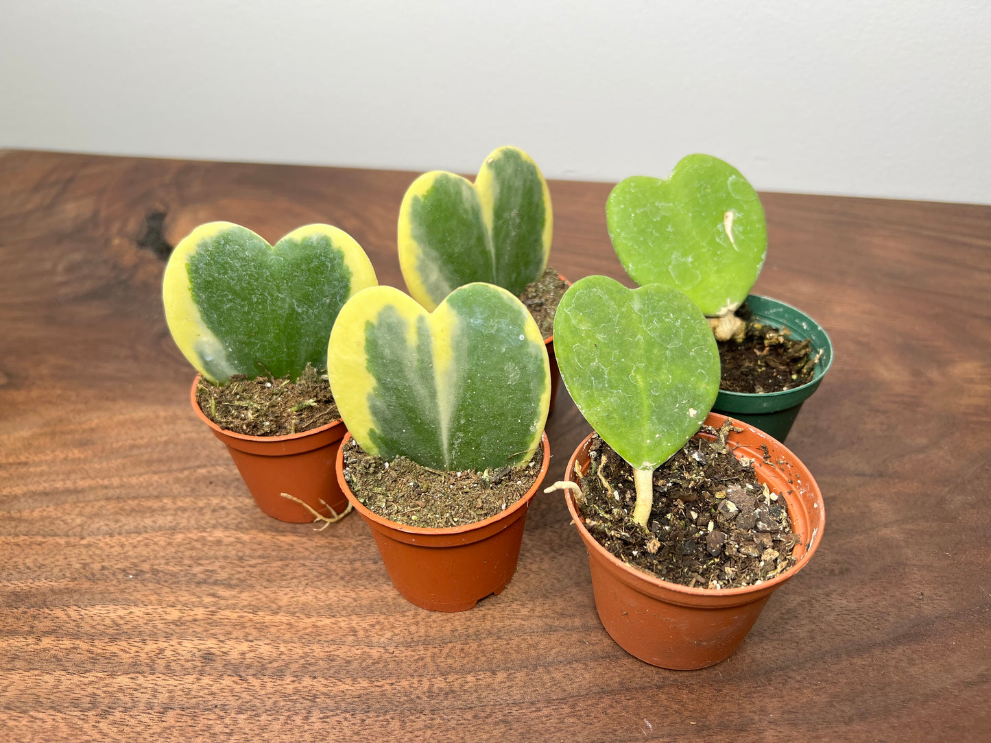 Hoya Kerrii Heart (each)