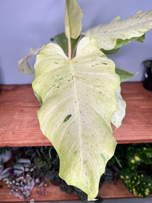Philodendron Snow Drift 6”