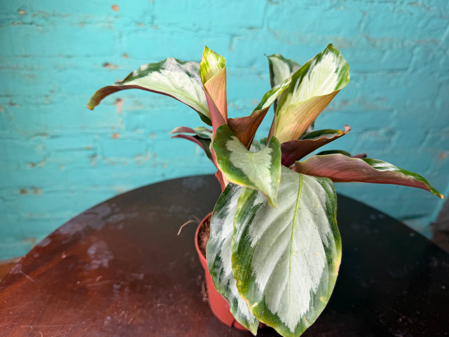 Calathea Cornona 4”