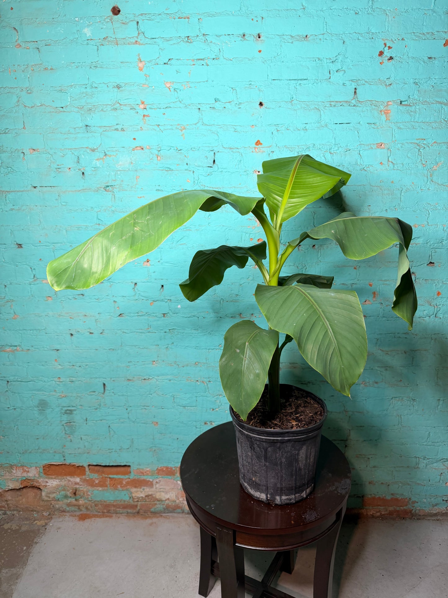 Banana Plant Ice Cream 10”