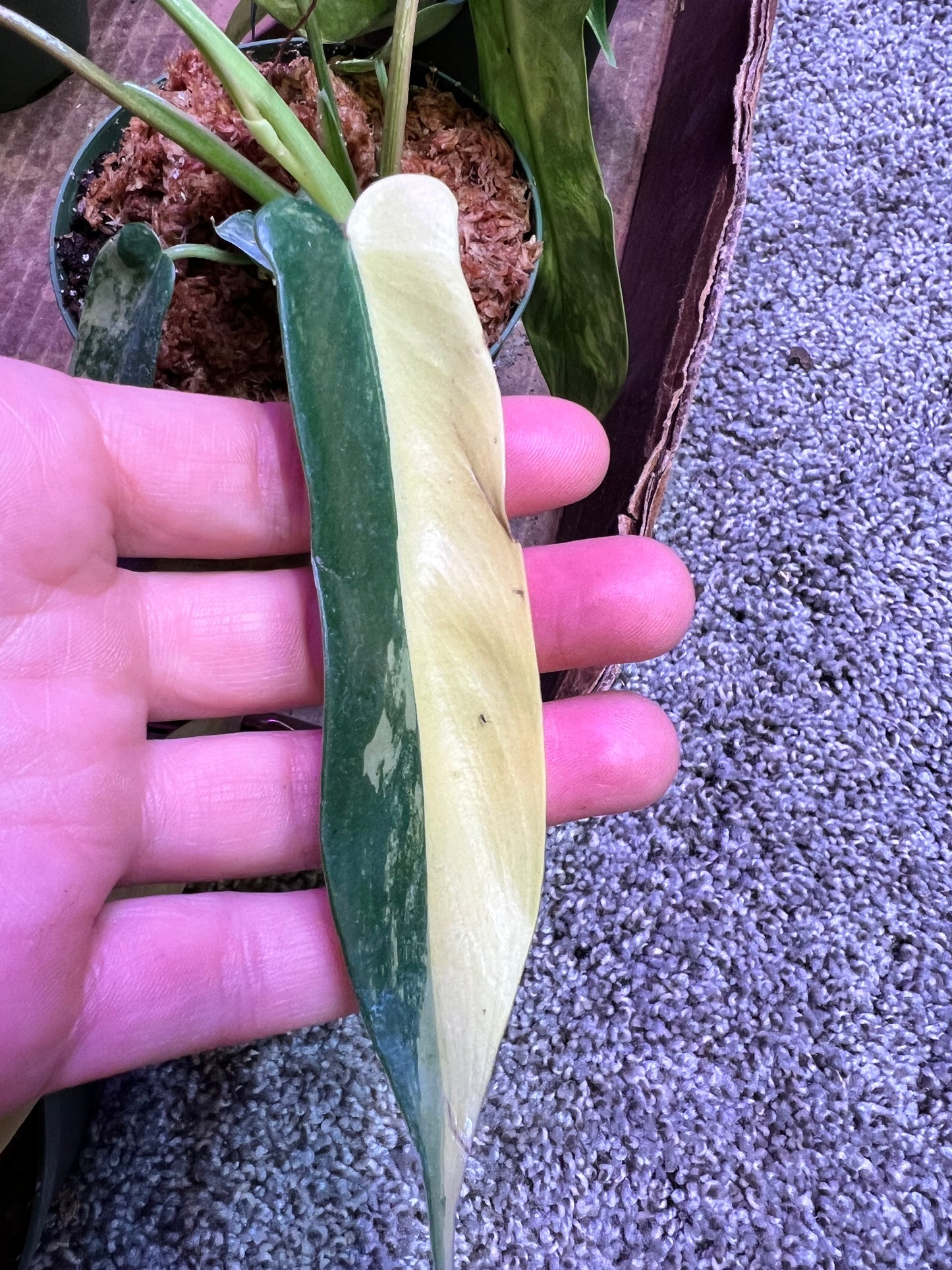 Philodendron Variegated Florida Beauty