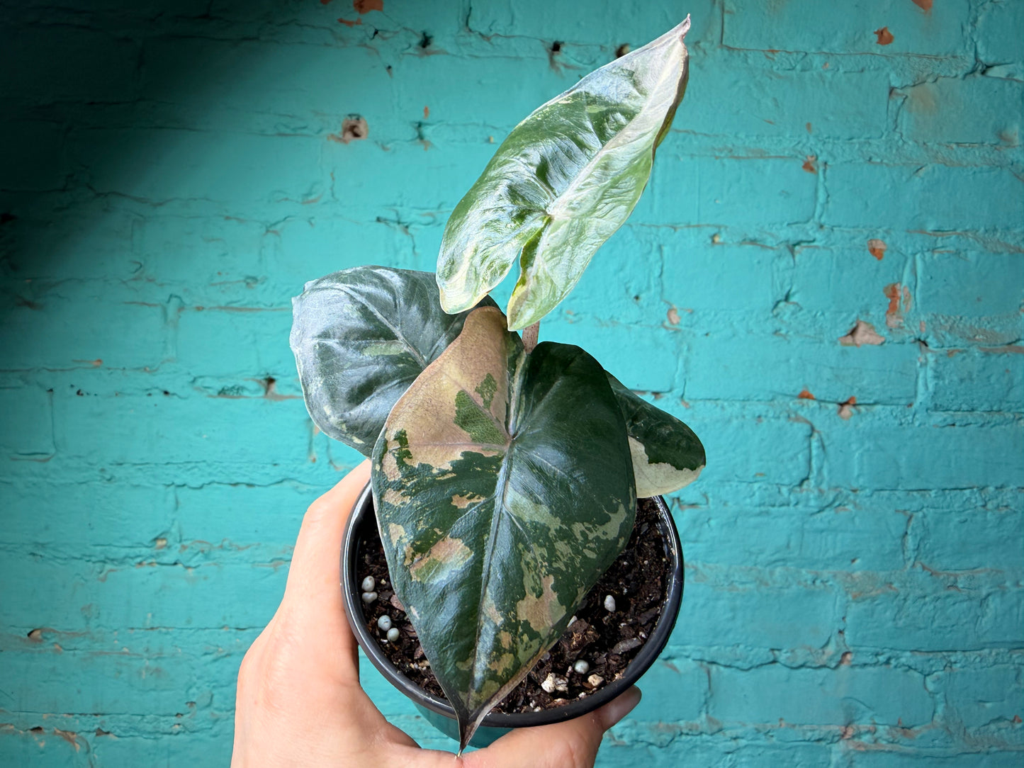 Alocaisa Yucatán Princess Variegated Pink 4”