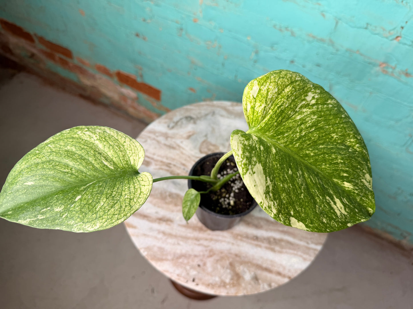 Monstera Deliciosa Mint 4”