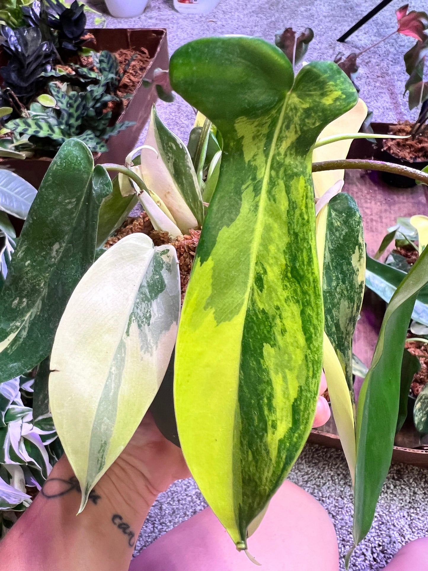 Philodendron Variegated Florida Beauty