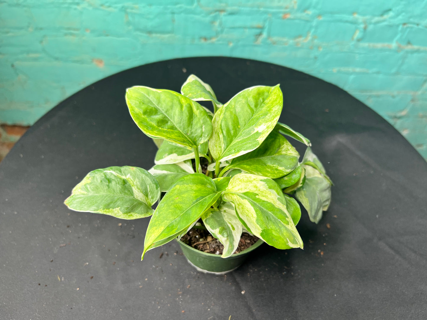 Pothos Pearls & Jade 4”