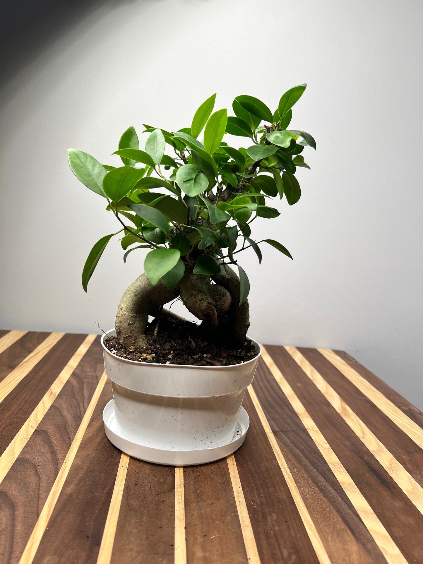 Ficus microcarpa Bonsai