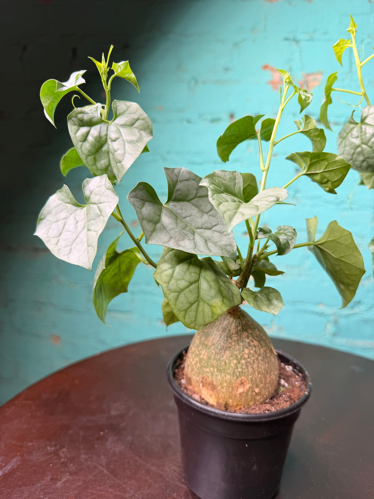 Gerrardanthus ‘Big Foot’ 4”