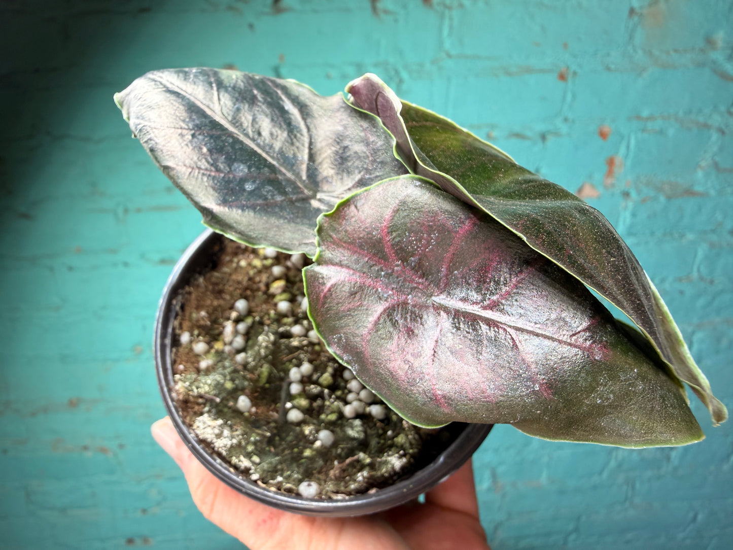 Alocasia Azlanii 4”