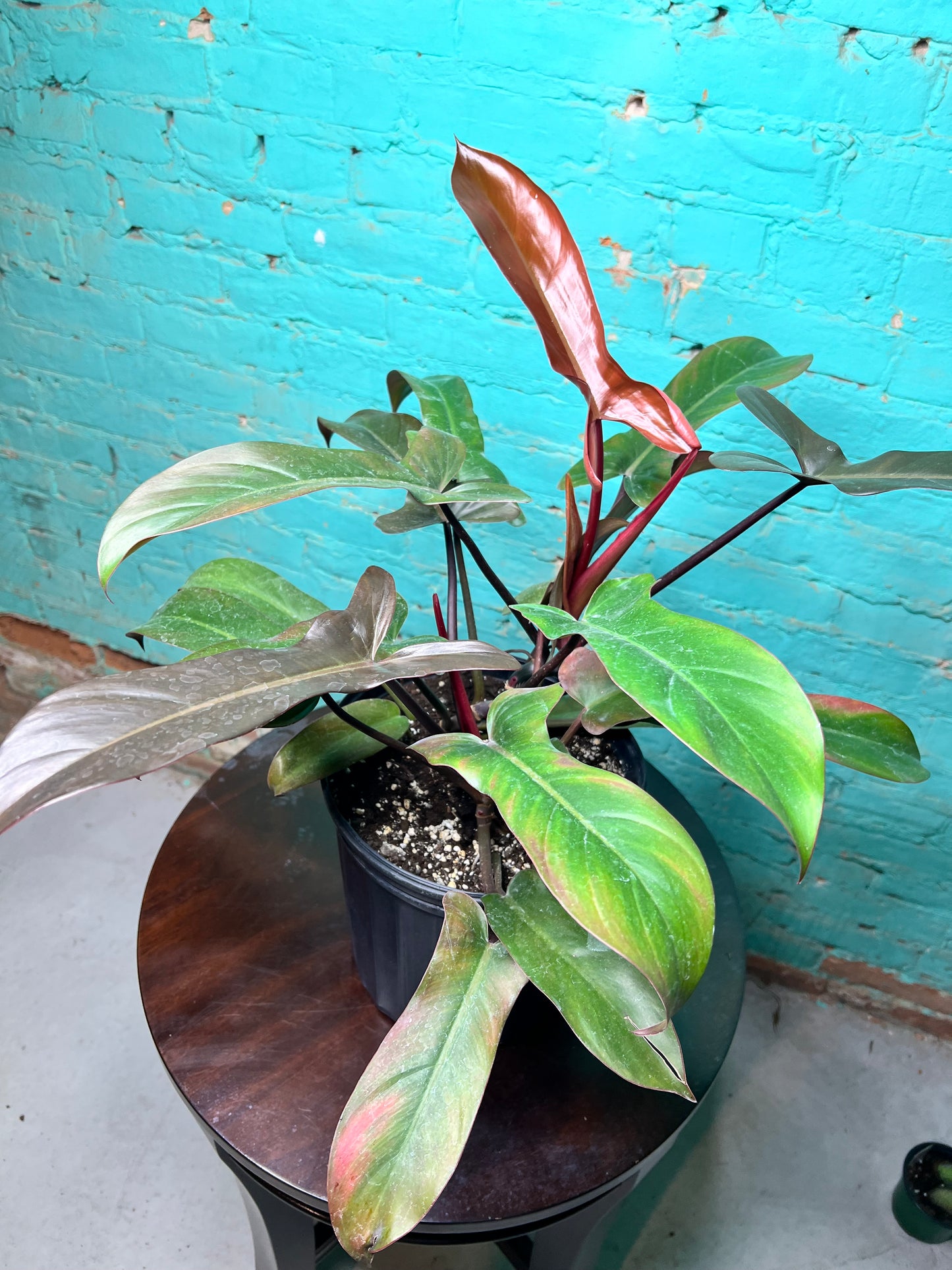 Philodendron Florida Bronze 10”