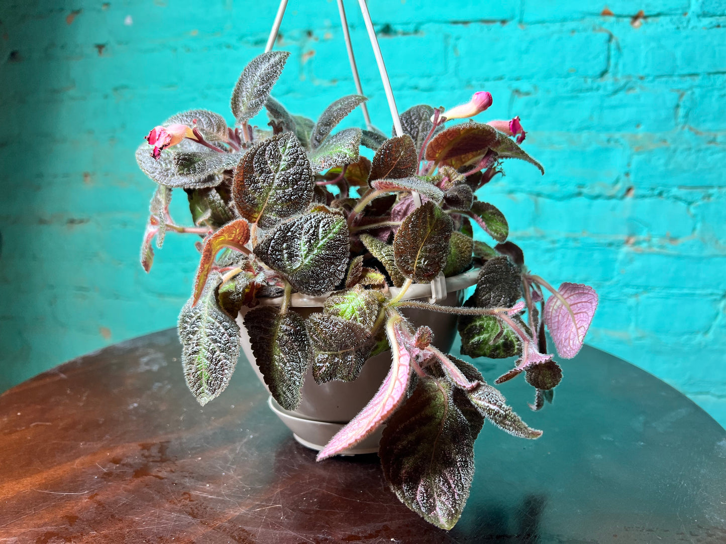 Episcia Hybrid Flame Violet 6”