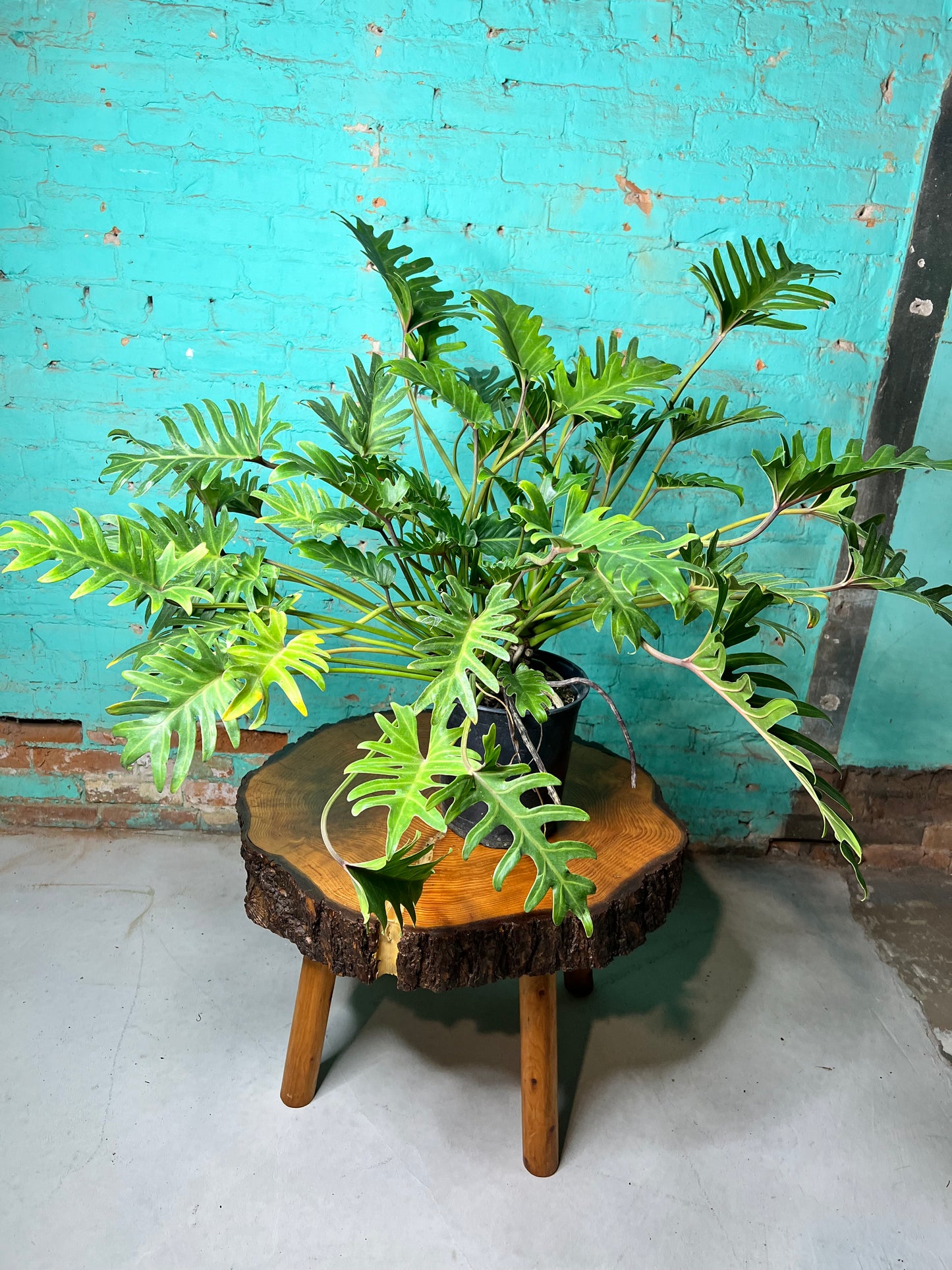 Philodendron Deja VU 10”