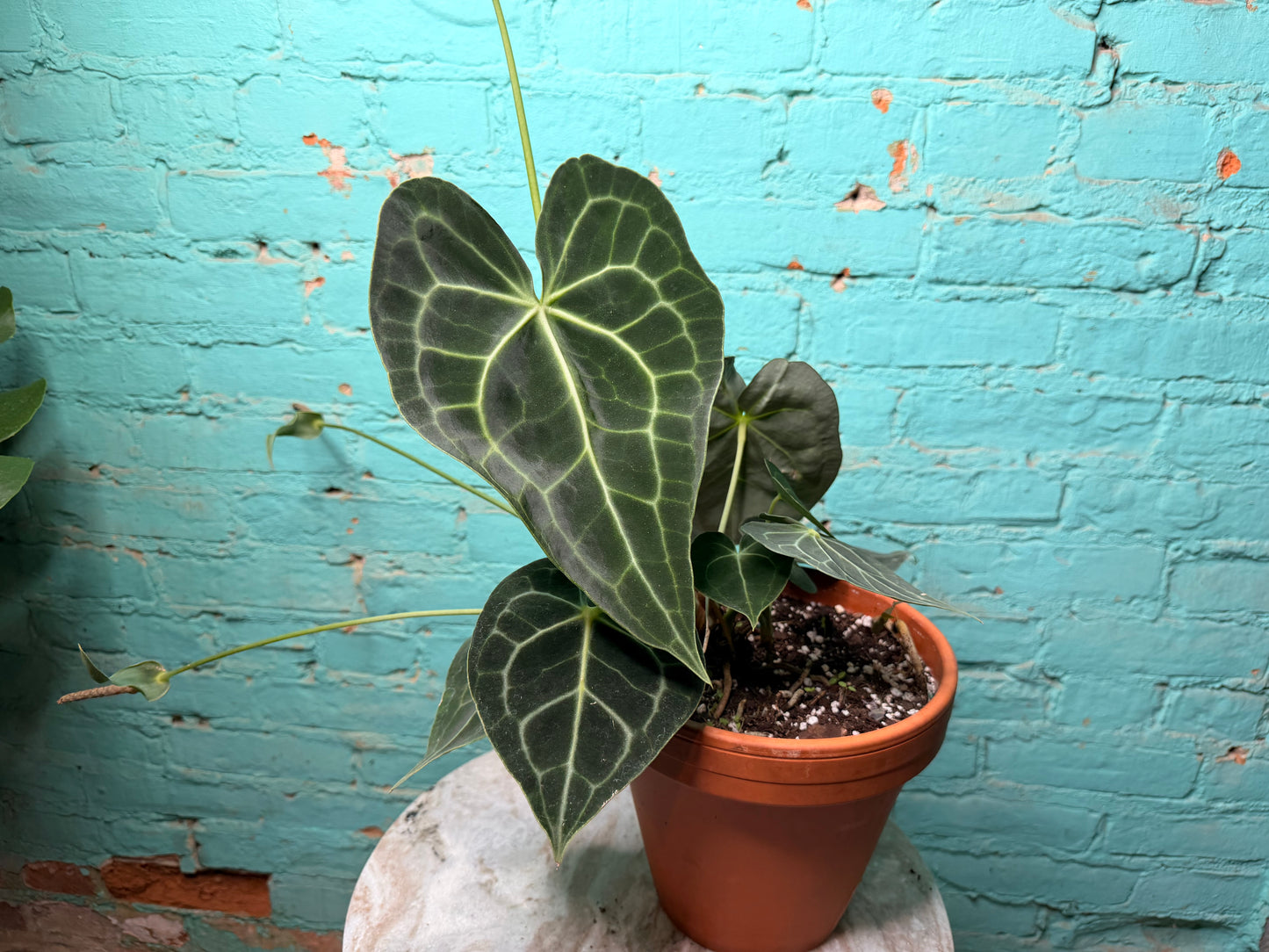 Anthurium Clarinervium 8” (Clay)